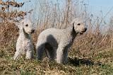 BEDLINGTON TERRIER 140